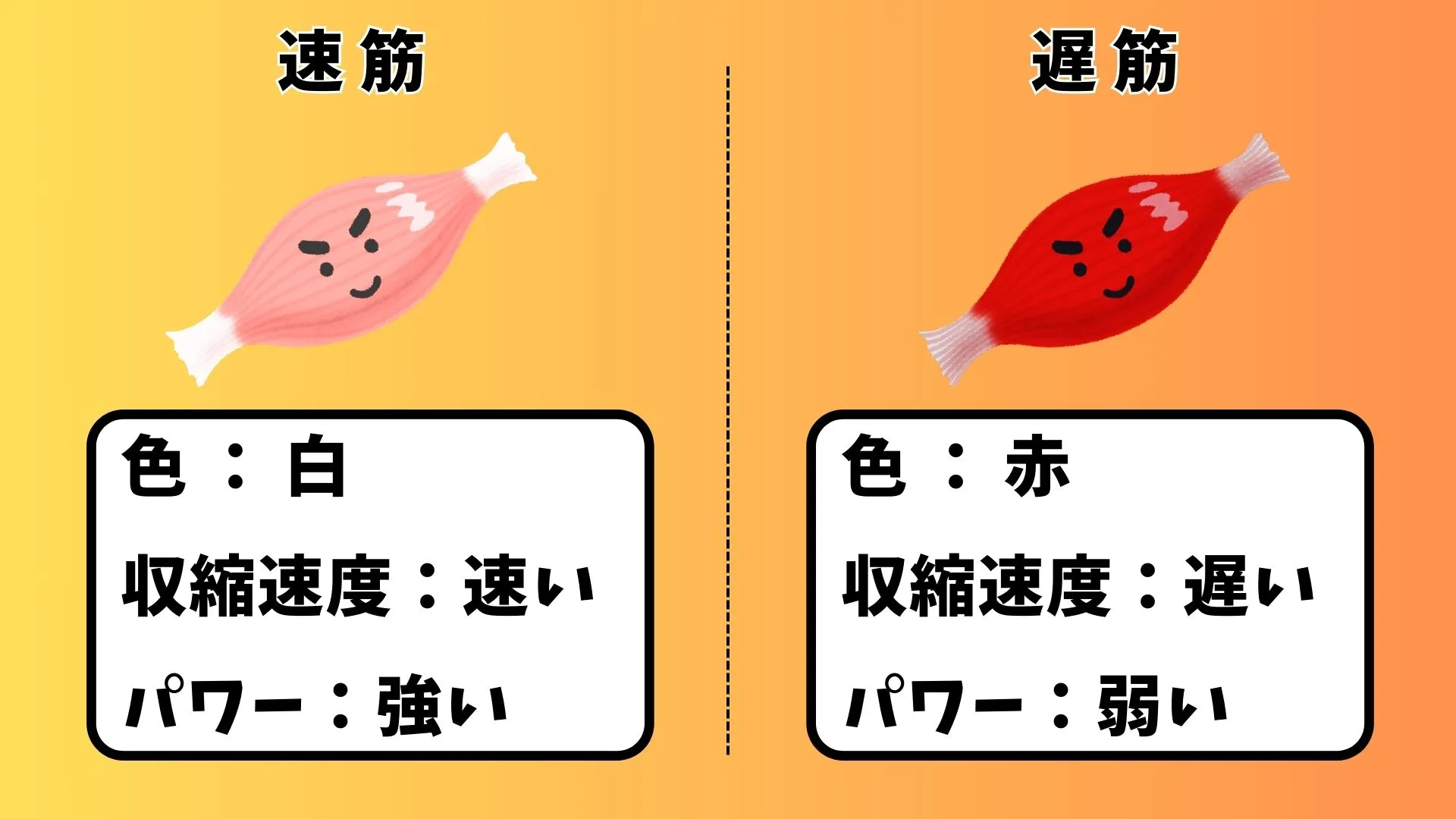 速筋と遅筋の違い